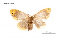 藏品(雙斑黃毒蛾)的圖片